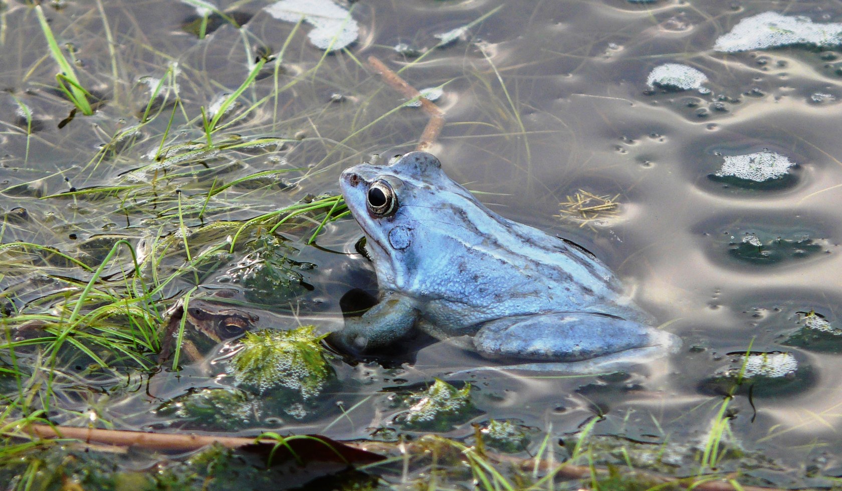 kikker in Pietzmoor, © Schneverdingen Touristik/ Gertrud Böttcher