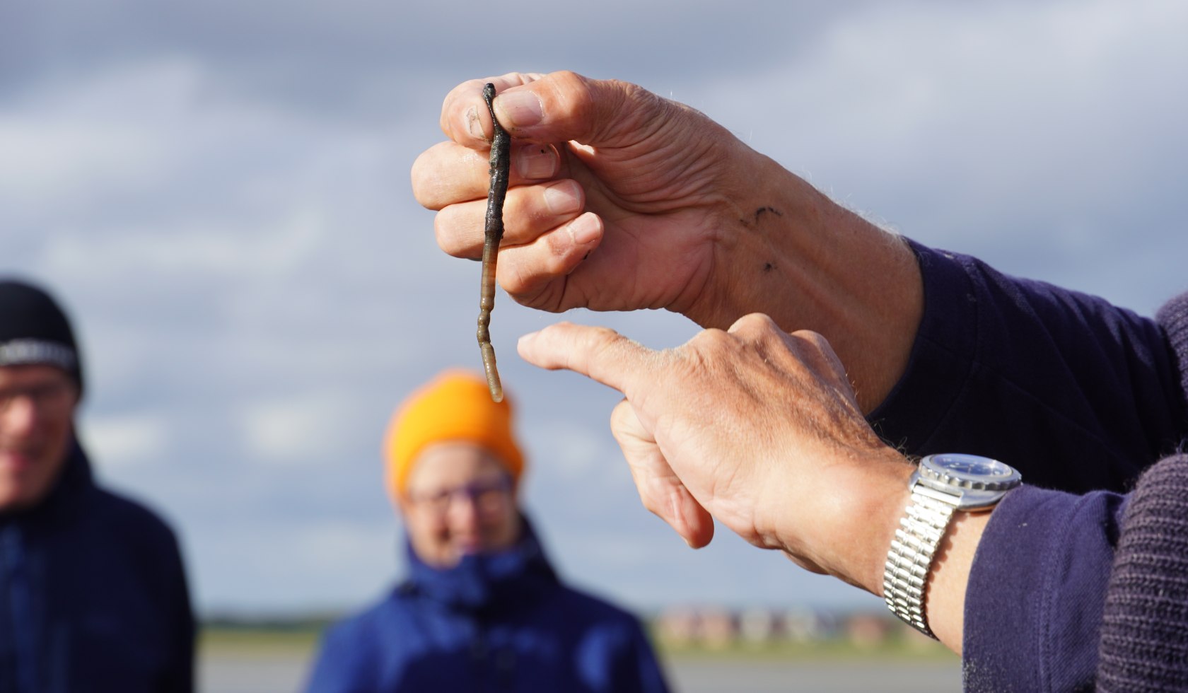 Wadpieren uit de Noordzee, © AdobeStock_389751471