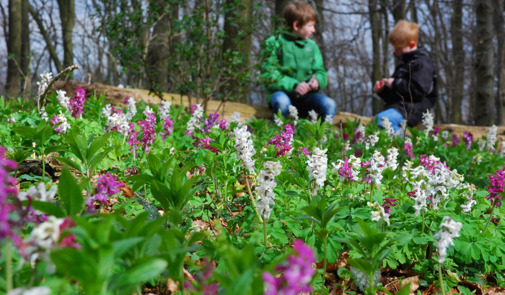 De larkspore-bloesem, © Natur- und Geopark TERRA.vita