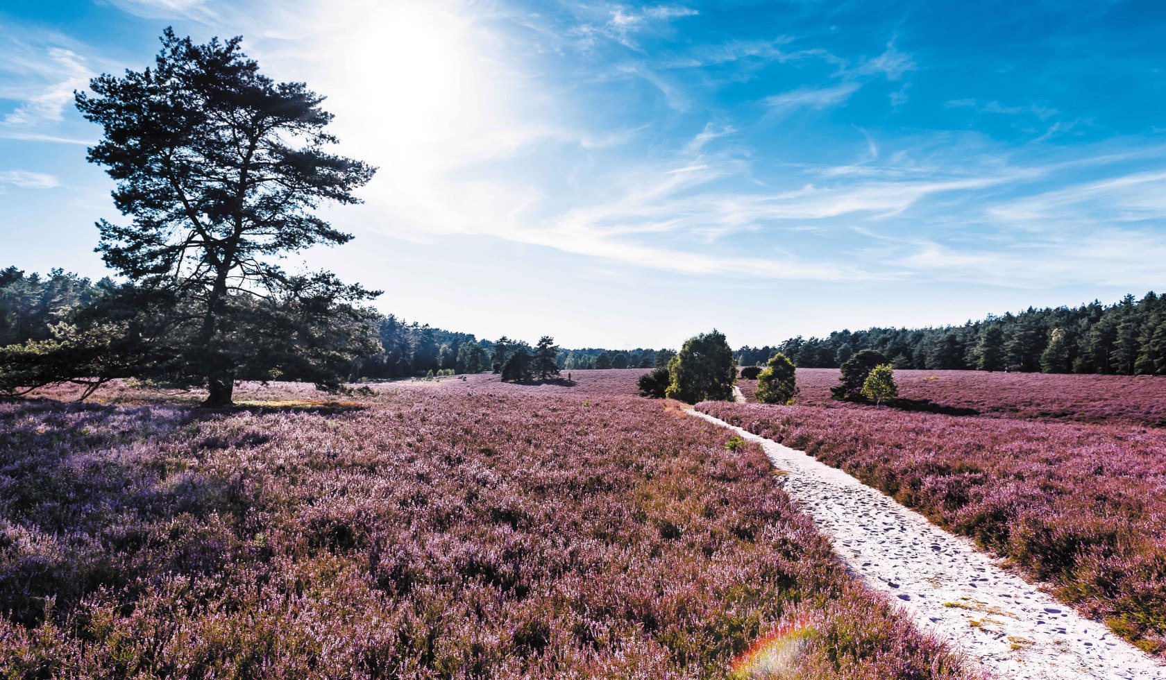 Uitzicht op de Misselhorn Heide, © Lüneburger Heide GmbH