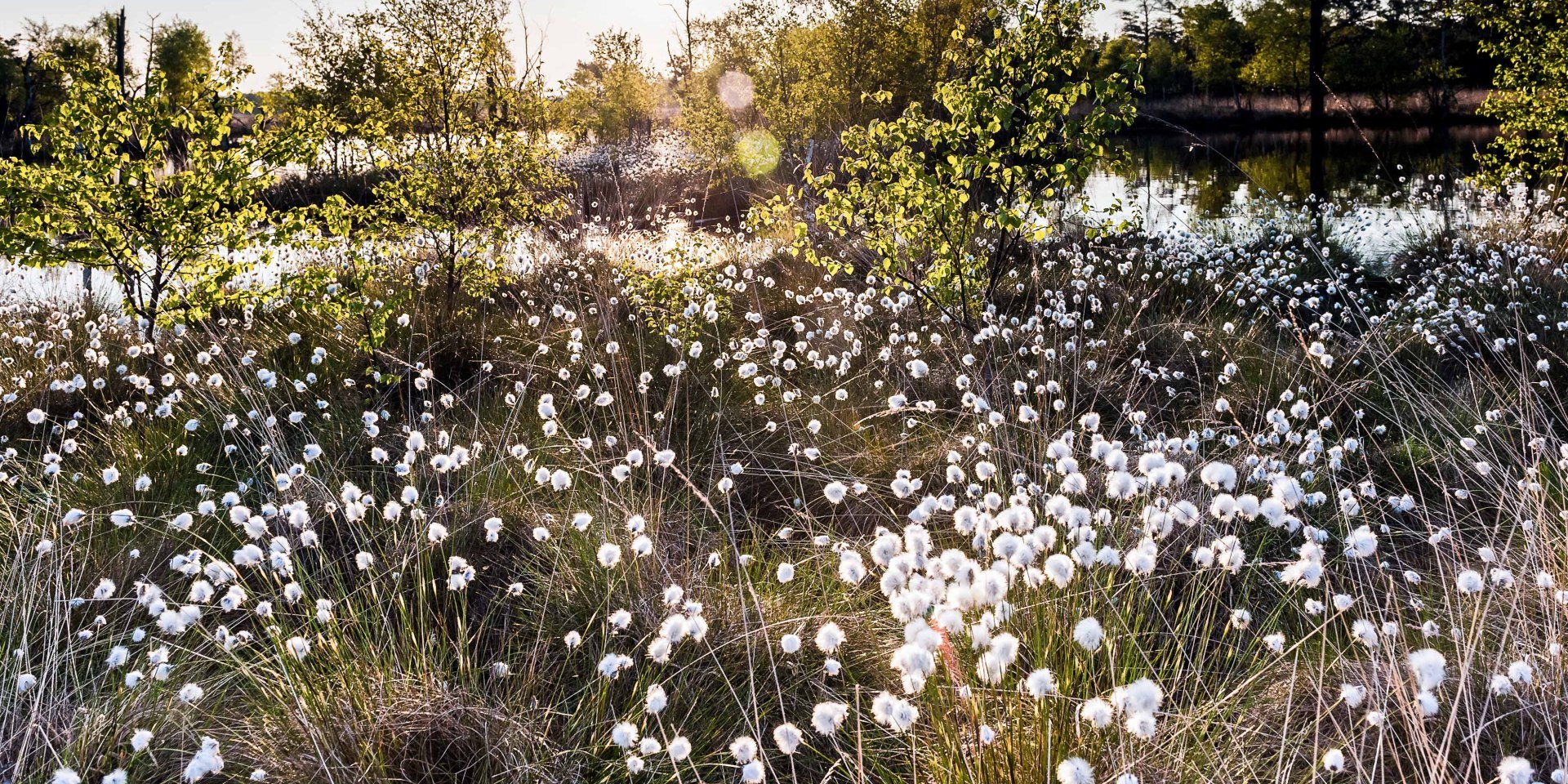 Wolgrasbloesem in de Pietzmoor, © Lüneburger Heide GmbH / Markus Tiemann