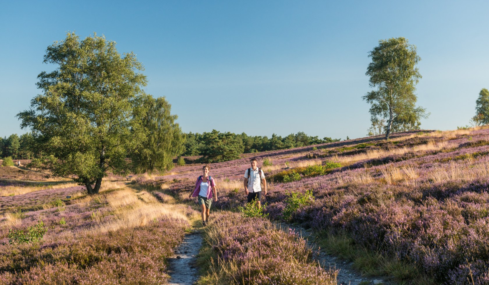 Heidschnuckenweg bij Brunsberg op de Lüneburger Heide , © Lüneburger Heide GmbH