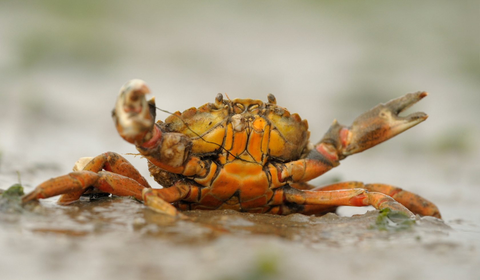 strandkrab, © AdobeStock_316990996