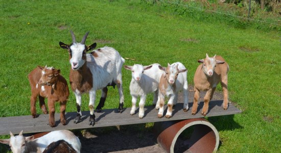 Goats, © Arbeitsgemeinschaft Urlaub und Freizeit auf dem Lande e.V. Niedersachsen
