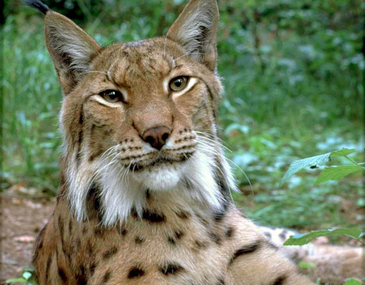 Luchs, © Ole Anders