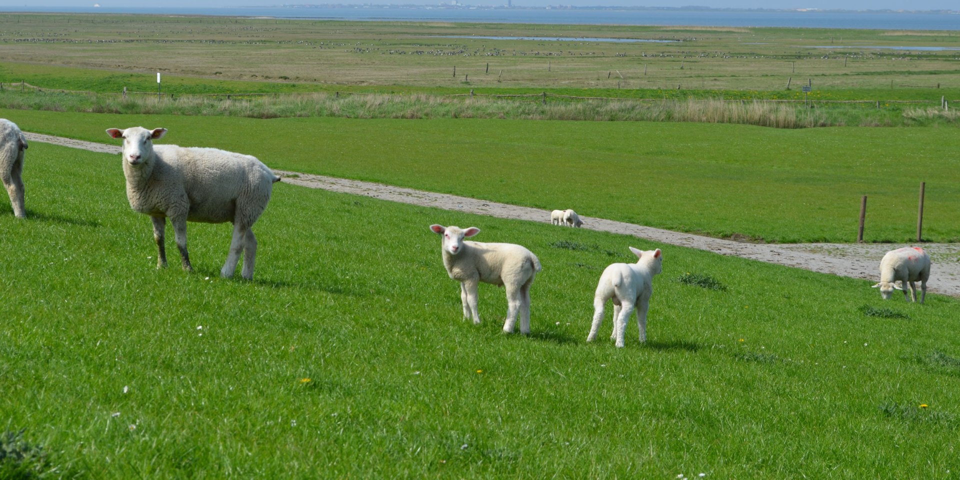 schapen op de dijk in de buurt van Norden-Norddeich, © Ostfriesland Tourismus GmbH/www.ostfriesland.de
