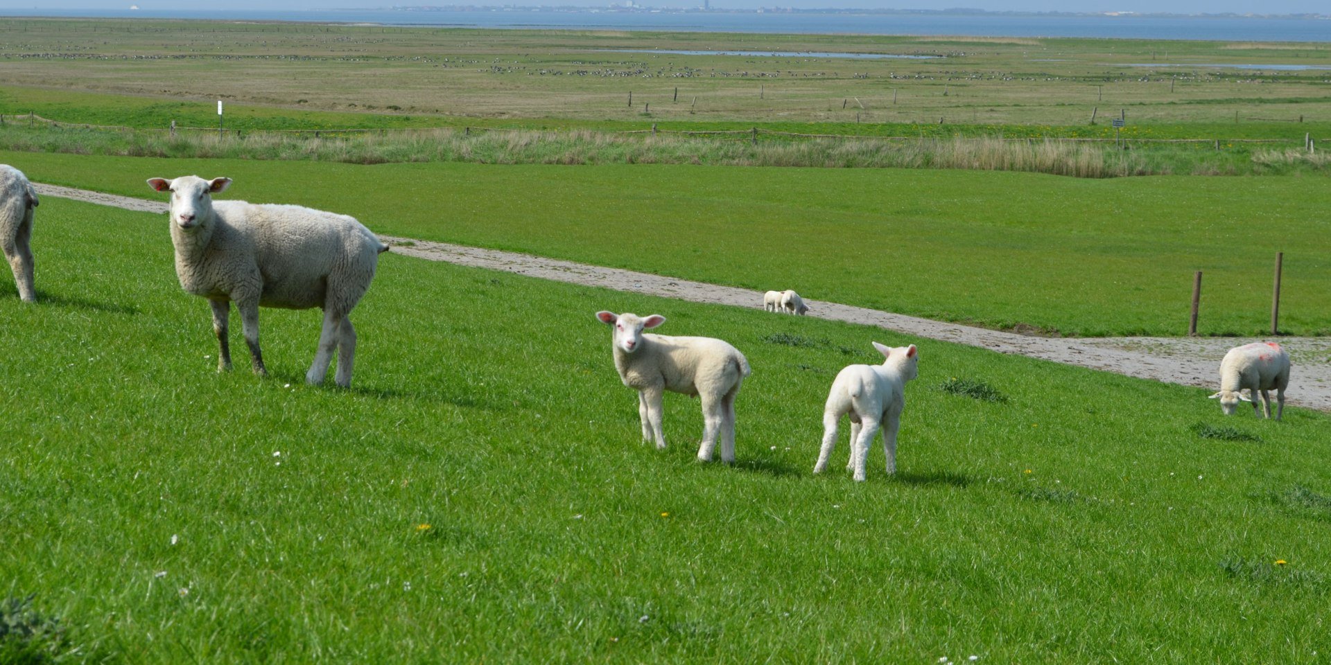 schapen op de dijk in de buurt van Norden-Norddeich, © Ostfriesland Tourismus GmbH/www.ostfriesland.de