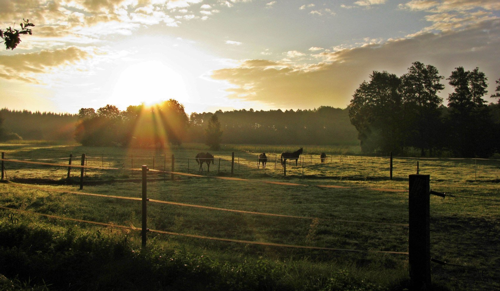 Zonsondergang op de paddock, © Petra Walther