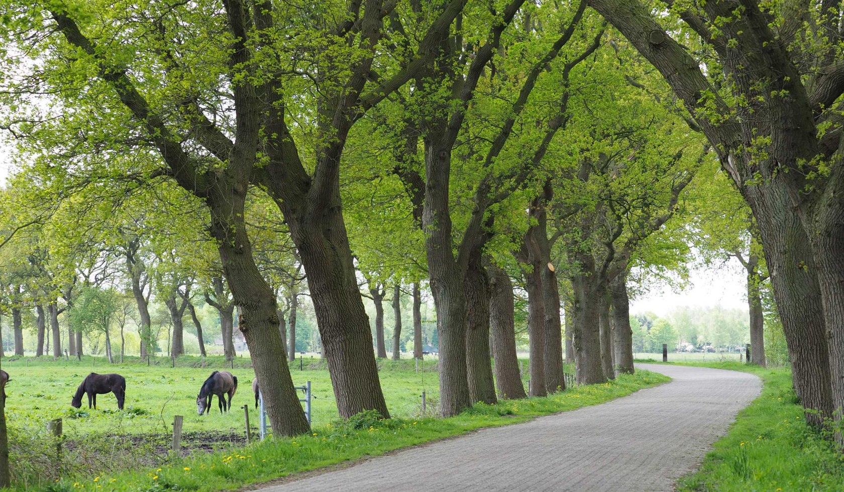 Bomenlaan met paarden, © Heidrun Heinze