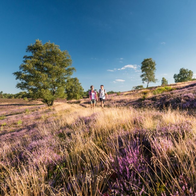 Wandelen op de Lüneburger Heide, © Tourismusmarketing Niedersachsen GmbH 