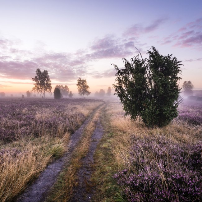 Zonsopgang in de bloeiende Schmarbecker Heide, © Lüneburger Heide GmbH/ Markus Tiemann