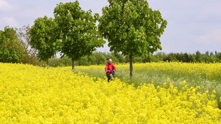 fietsen in Rapsfeld, © Tourismusverband Osnabrücker Land e.V./ Dieter Schinner fietsen in Rapsfeld, © Tourismusverband Osnabrücker Land e.V./ Dieter Schinner