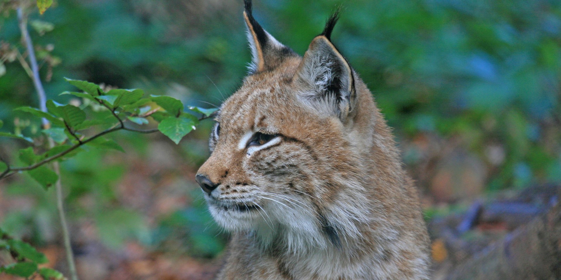 De lynx is terug in de Harz NL, © Nationalpark Harz / Siegfried Richter