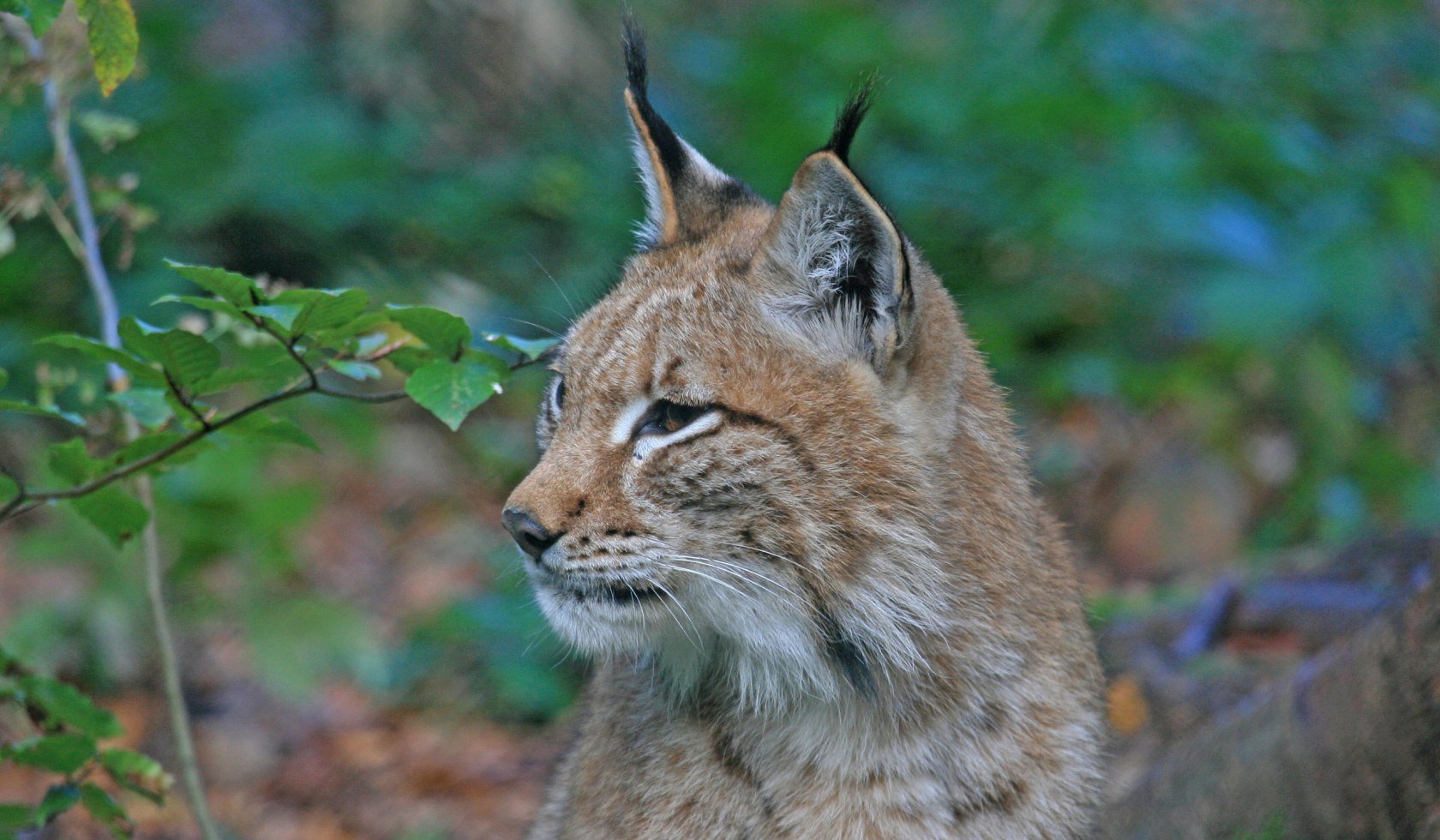 De lynx is terug in de Harz NL, © Nationalpark Harz / Siegfried Richter