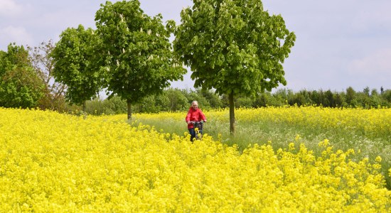 fietsen in Rapsfeld, © Tourismusverband Osnabrücker Land e.V./ Dieter Schinner