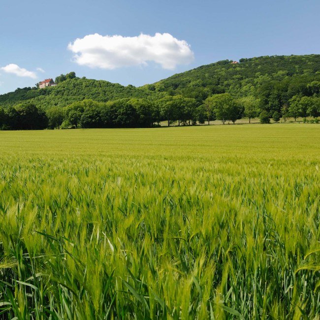 Gerstveld met kasteel Schaumburg, © Touristikzentrum Westliches Weserbergland / Kurt Gilde