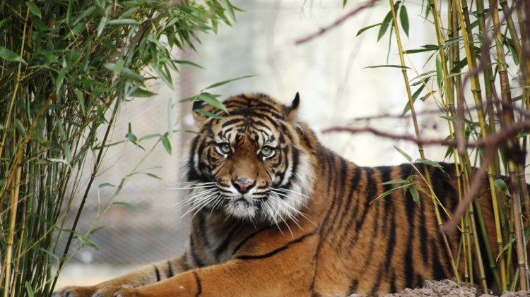 Bedreigde Sumatraanse tijgers leven in dierentuin Osnabrück, © Zoo Osnabrück