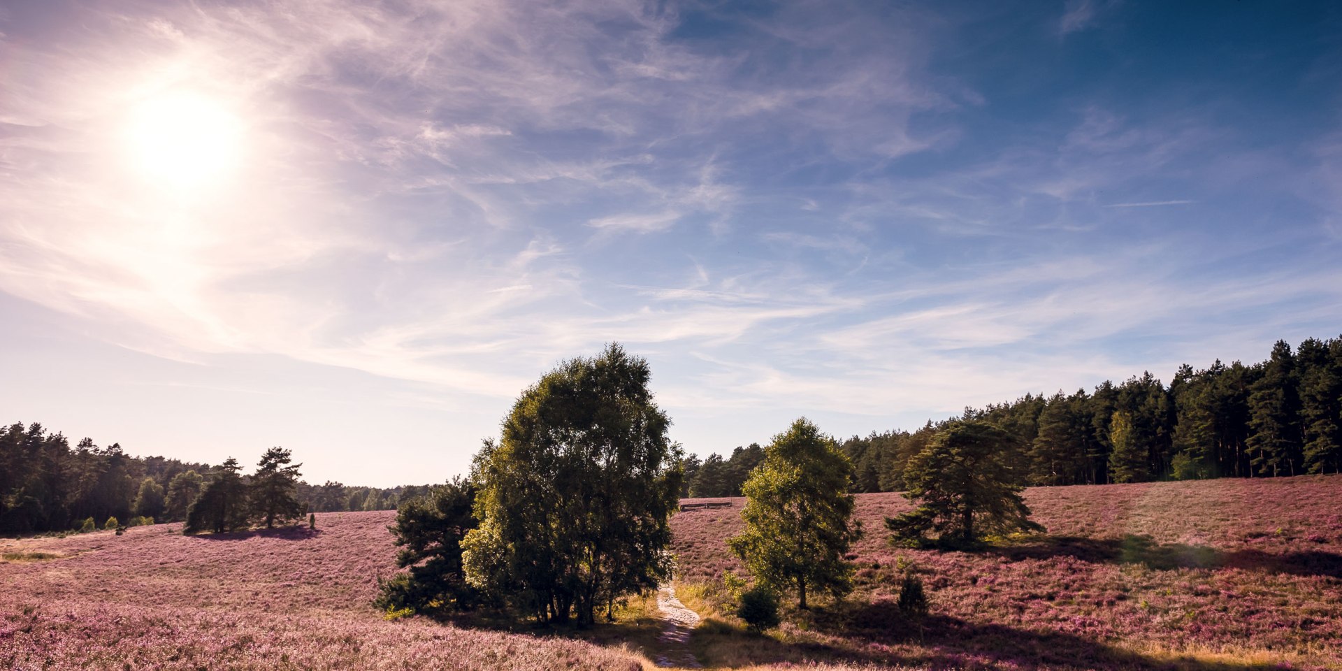 Misselhorner Heide, © Lüneburger Heide GmbH / Markus Tiemann