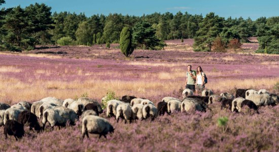 wandelen op de Lüneburger Heide, © Lüneburger Heide GmbH/ Dominik Ketz