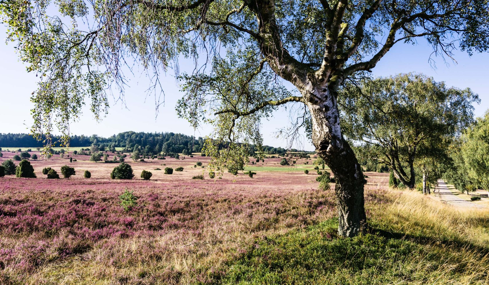 Oberhaverbecker Turmberg, © Lüneburger Heide GmbH/ Markus Tiemann