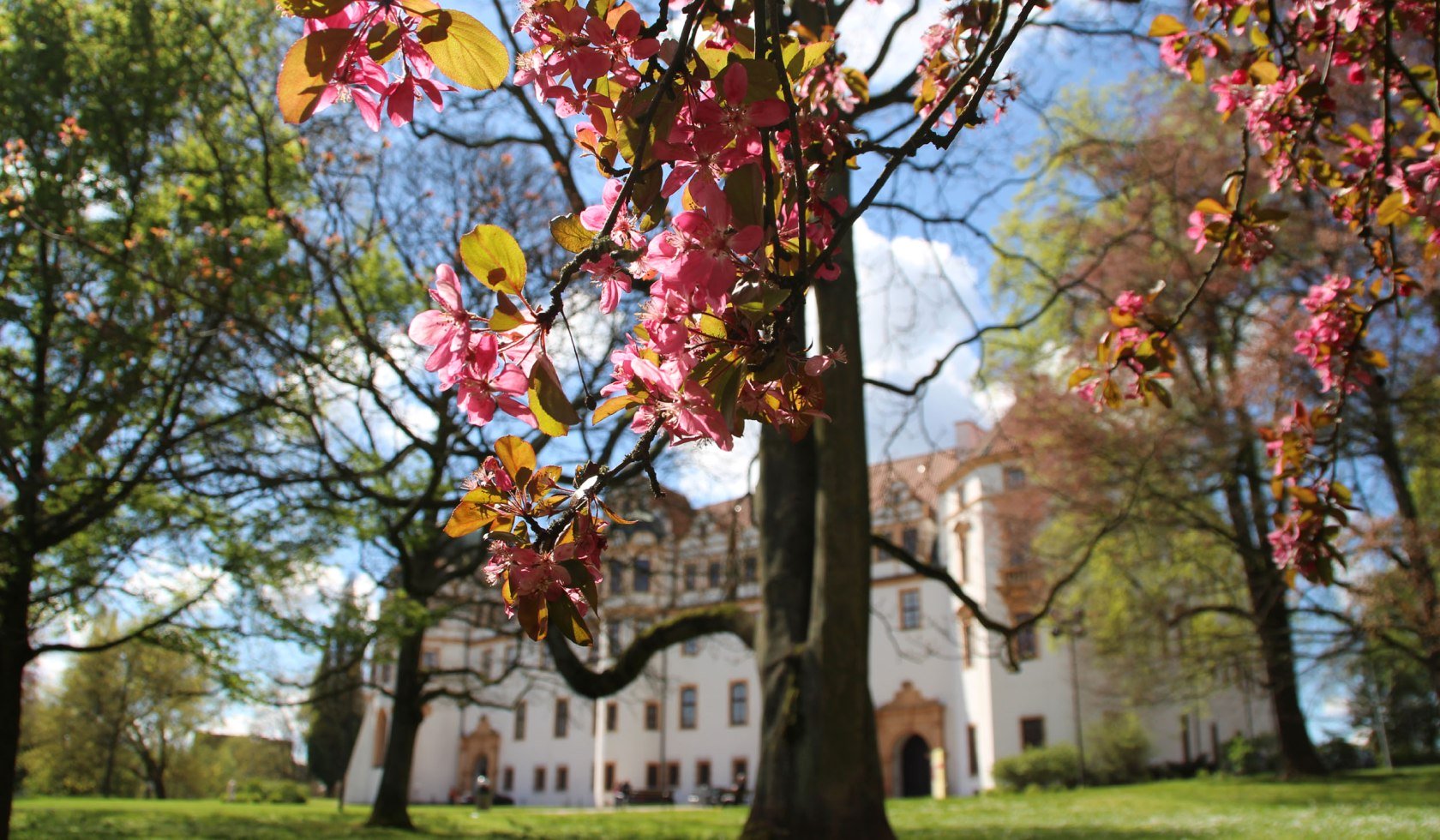 Celle kersenbloesem, © Celle Tourismus und Marketing GmbH/ K. Behre