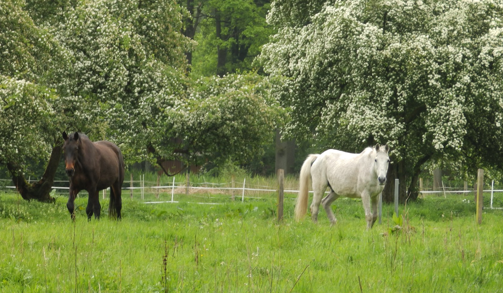 Dierlijke waarnemers , © TouROW
