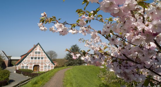 Kersenbloesem met kader, © Tourismusverein Altes Land e.V.