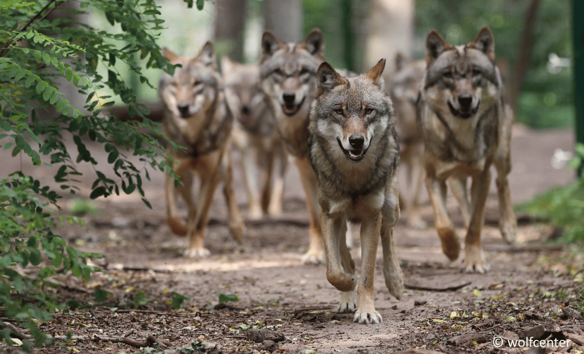 Een roedel wolven loopt door de struiken., © Mittelweser-Touristik GmbH