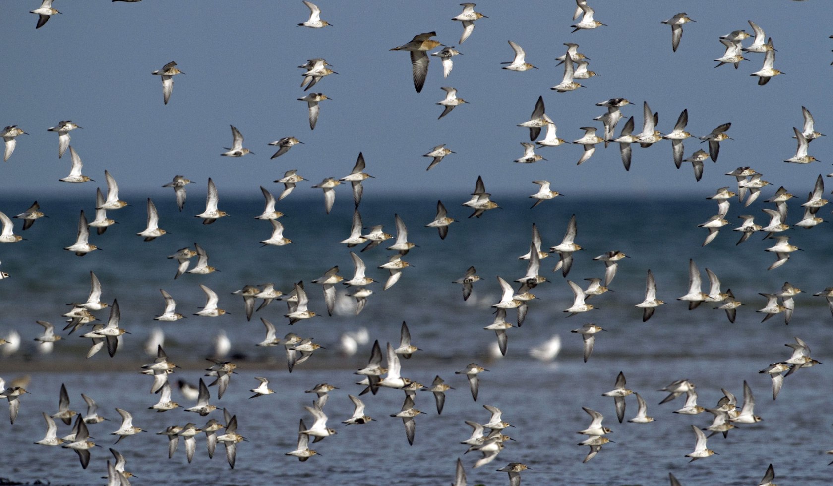 Alpenstrandläufer aan de Noordzeekust, © Nationalparkverwaltung Niedersächsisches Wattenmeer/ S.Pfützke (green-lens.de)