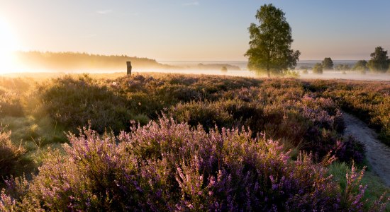 Zonsopgang op de Wietzer Berg op de Lüneburger Heide, © Lüneburger Heide GmbH