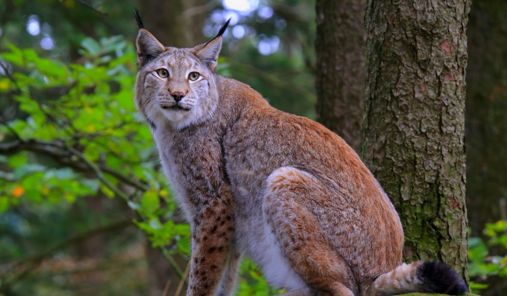 Lynx in het Harz Nationalpark in het uitzichtveld in Bad Harzburg, © Ole Anders / Nationalpark Harz