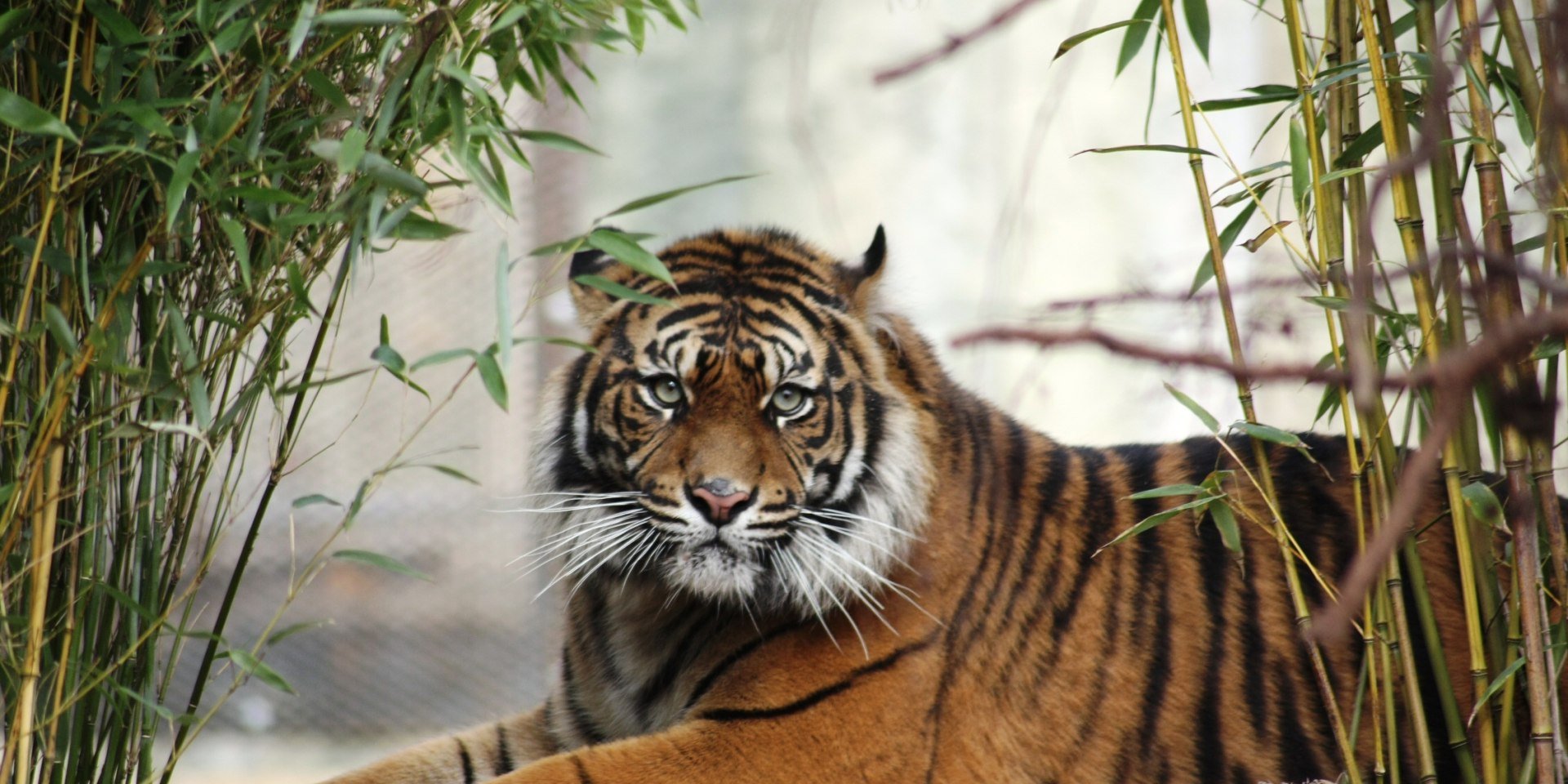 Bedreigde Sumatraanse tijgers leven in dierentuin Osnabrück, © Zoo Osnabrück