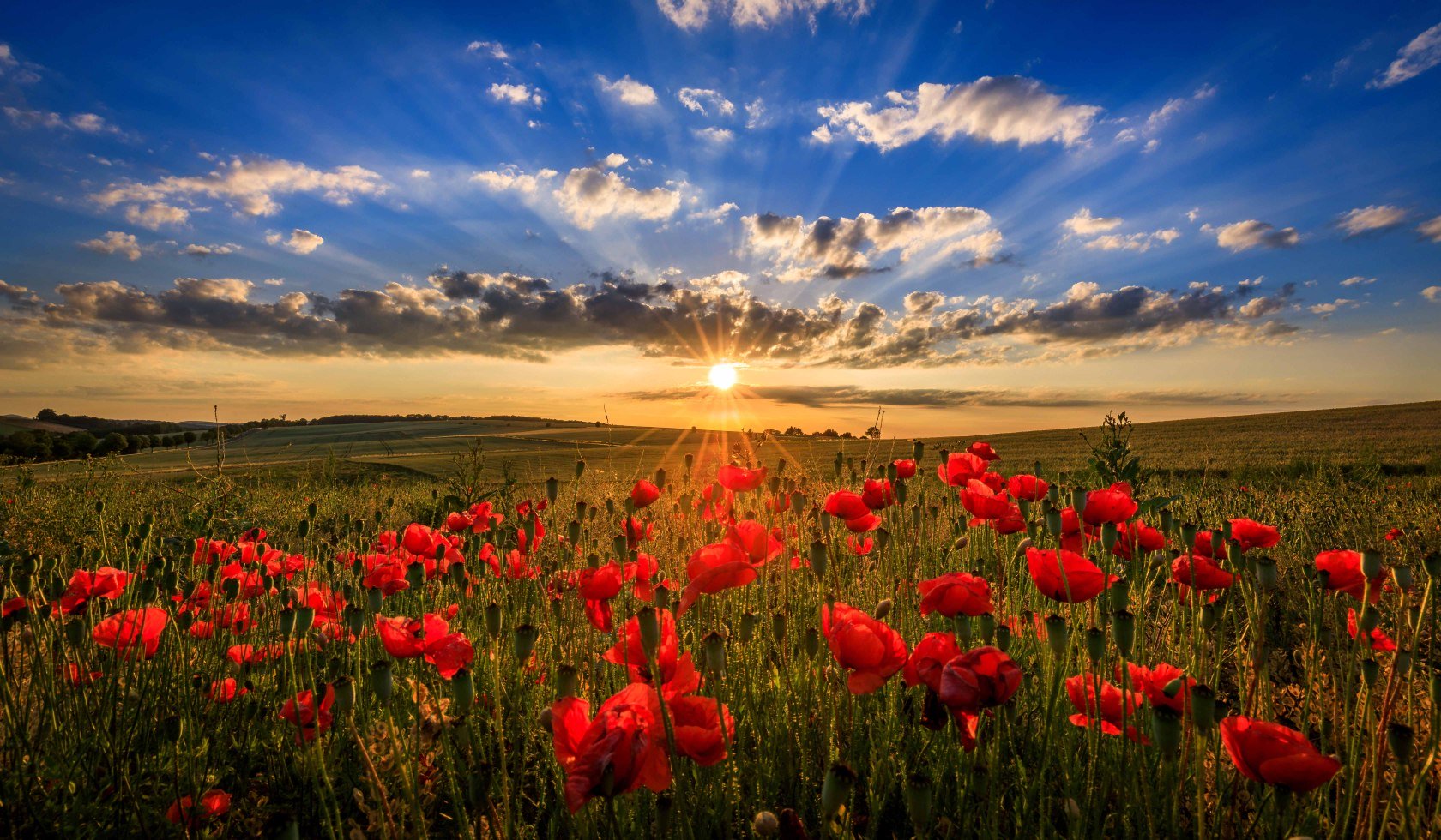 Lage zon over papavers en graanvelden, © TMN / Lars Gerhardts