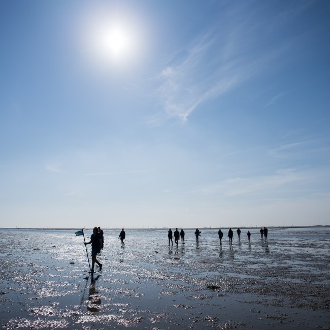 Rondleiding over het wad bij Harlesiel, © TourismusMarketing Niedersachsen GmbH 