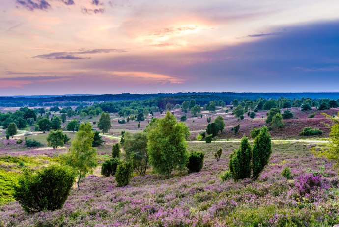 Llook over a bloeiende heideflaeche, © Martiem Fotografie Lüneburg, Heidekreis Lüneburger Heide/ Markus Tiemann