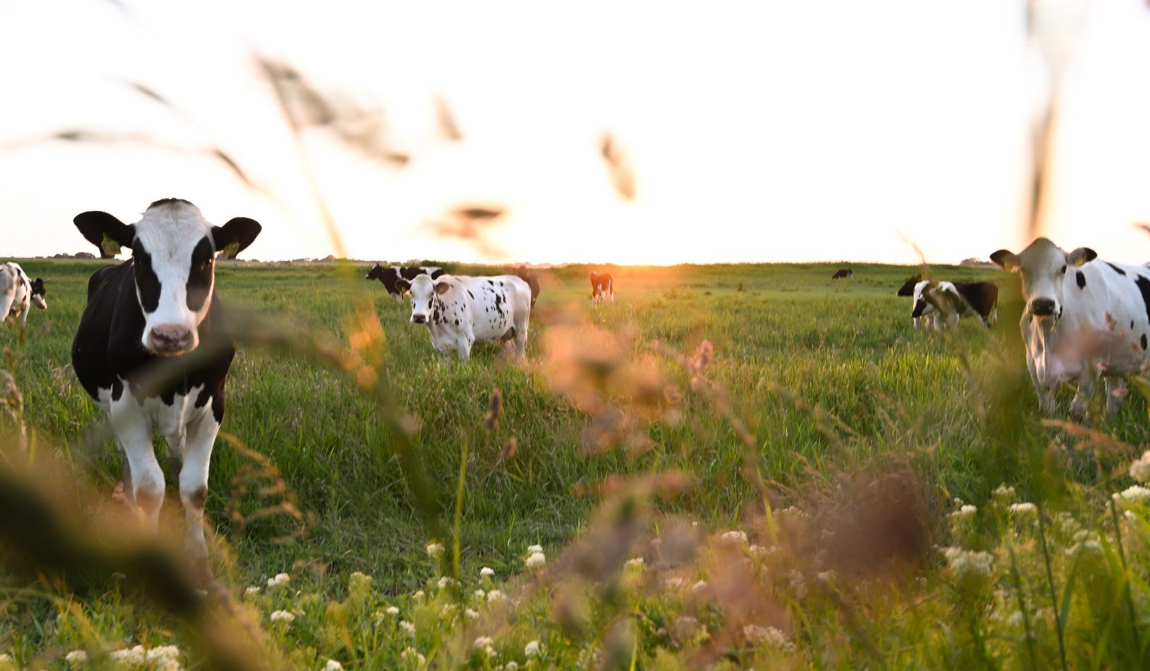 Koeien in een weide in Leer, © Stadt Leer / L. Klemmer