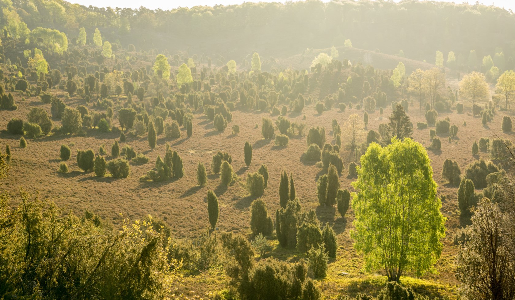 Panoramisch uitzicht op de Totengrund in de Lüneburger Heide, © Lüneburger Heide GmbH