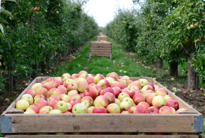 Vers geplukte appels, © Tourismusverband LK Stade/Elbe e. V./ Martin Elsen