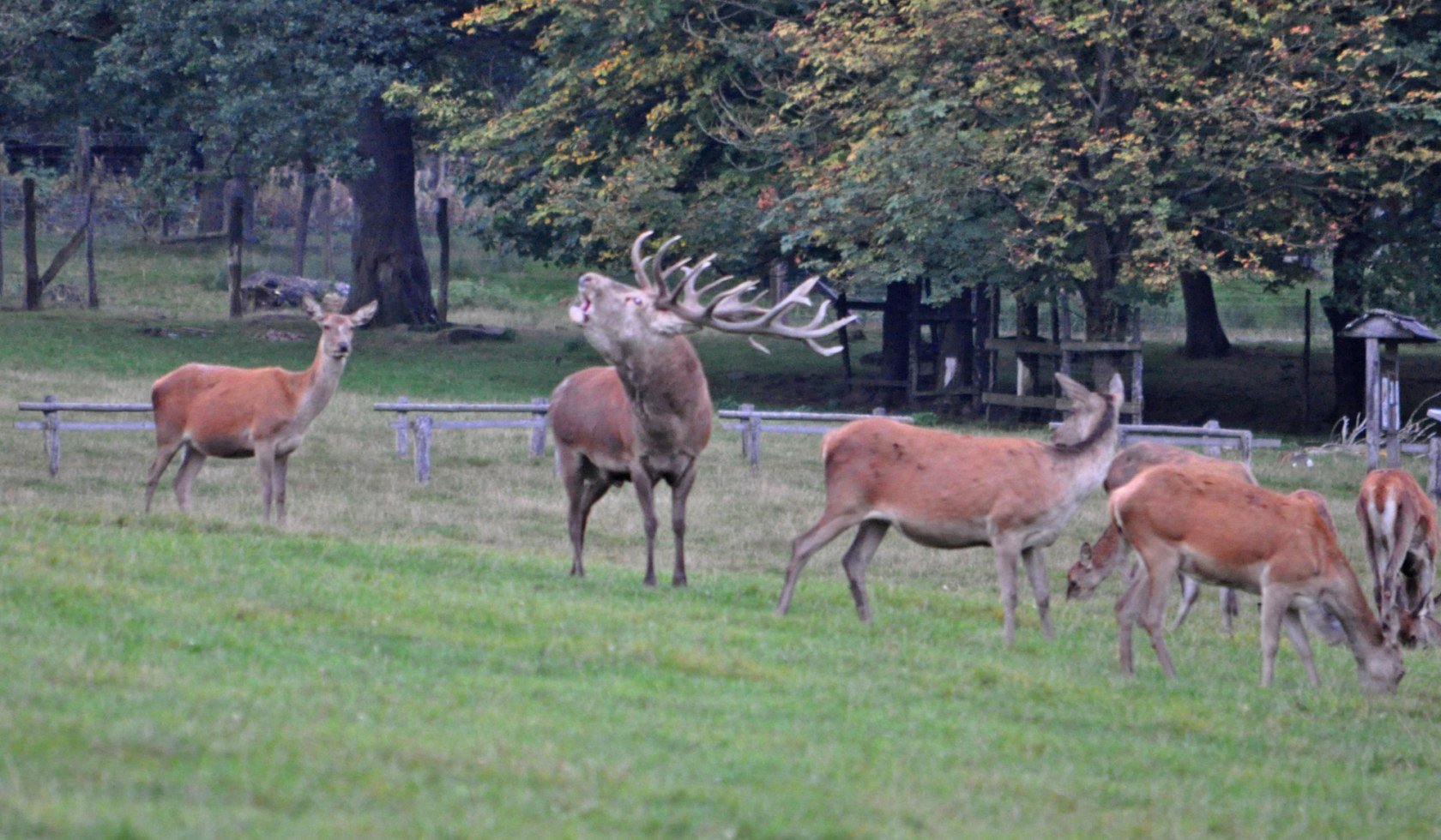 Wildpark Neuhaus Brullend mannetje, © Solling-Vogler-Region