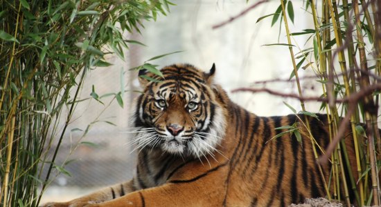 Bedreigde Sumatraanse tijgers leven in dierentuin Osnabrück, © Zoo Osnabrück