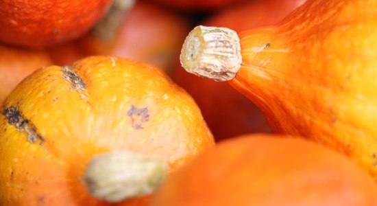 Pop oranje Hokkaido-pompoenen, © TourismusMarketing Niedersachsen GmbH / Peter Hamel