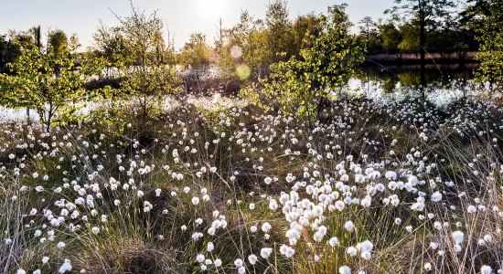 Wolgrasbloesem in de Pietzmoor, © Lüneburger Heide GmbH / Markus Tiemann