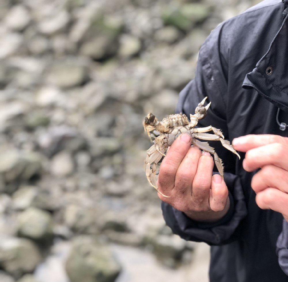 Krab wadden, © Bijzonder Plekje / Marleen Brekelmans