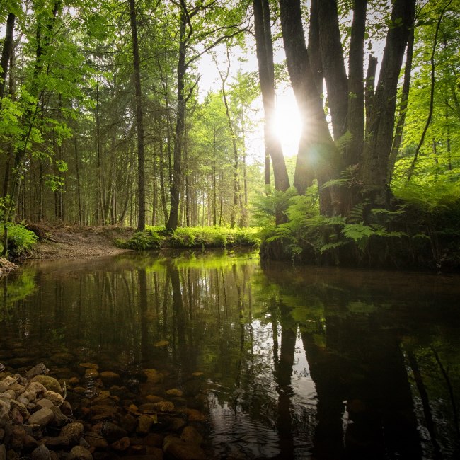 River Este in the forest close to Bötersheim/Drestedt, © TourismusMarketing Niedersachsen GmbH / Alexander Kaßner