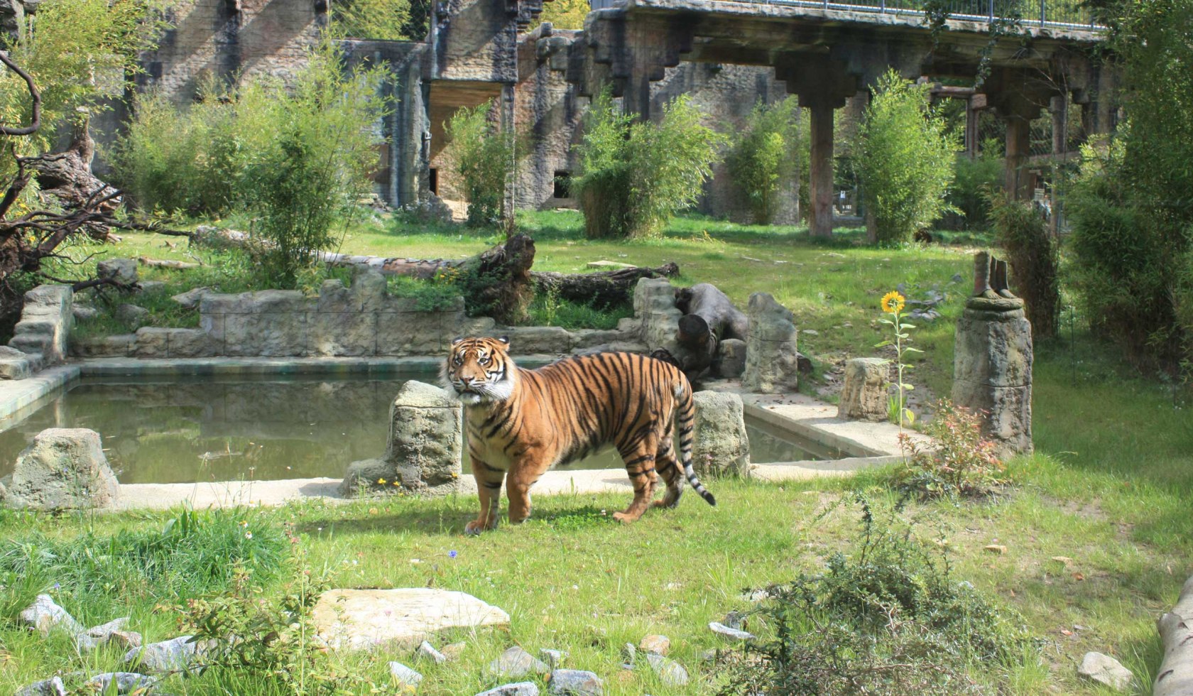 In 2014 opende de dierentuin de nieuwe Tijgertempel, © Zoo Osnabrück