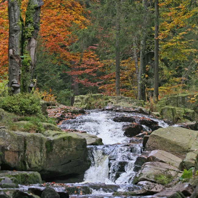 Bergbeek Kalte Bode bij Braunlage, © Nationalpark Harz/ Siegfried Richter