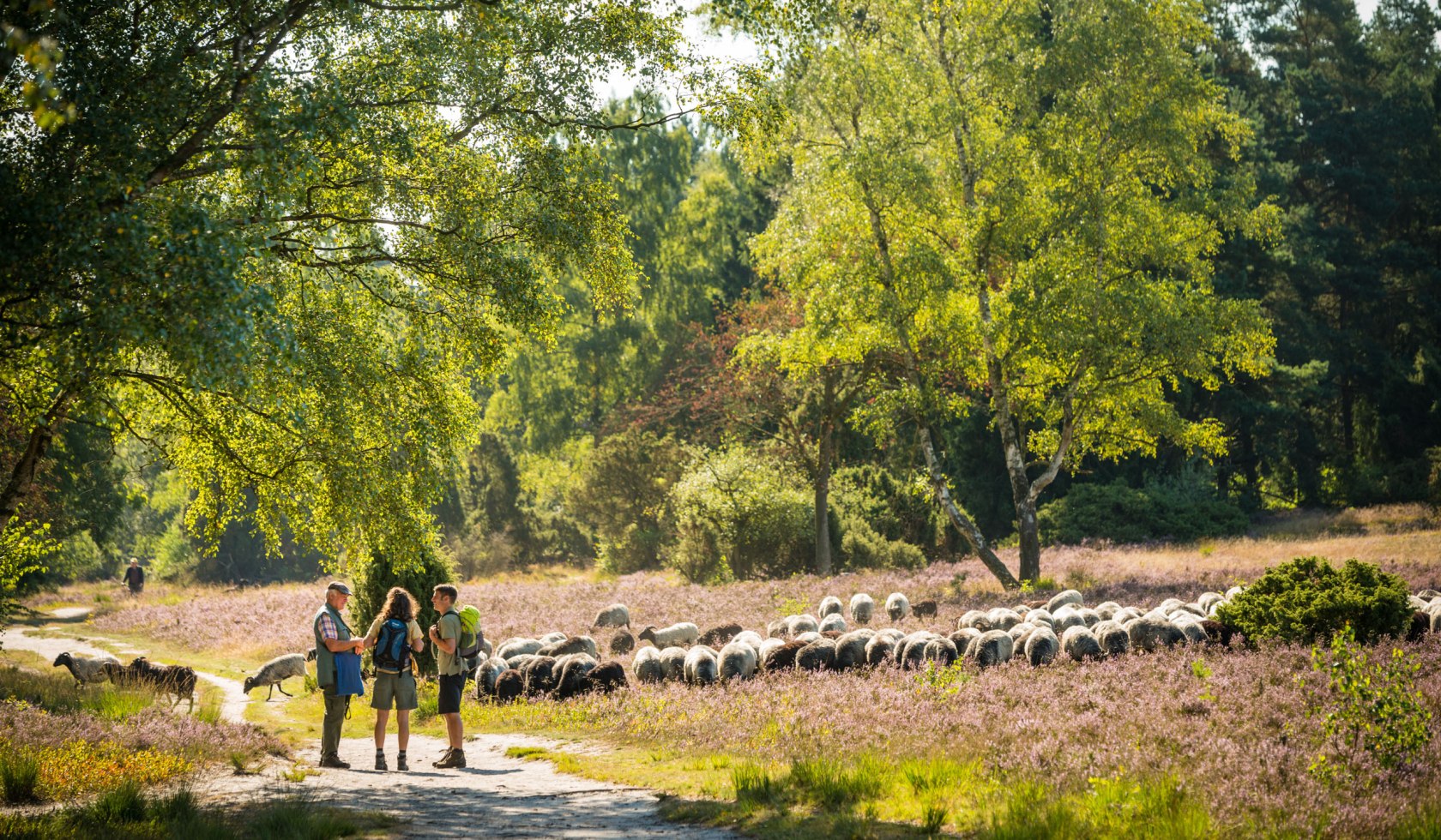 Wandelaars ontmoeten een herder in de Lüneburger Heide, © Lüneburger Heide GmbH / Dominik Ketz