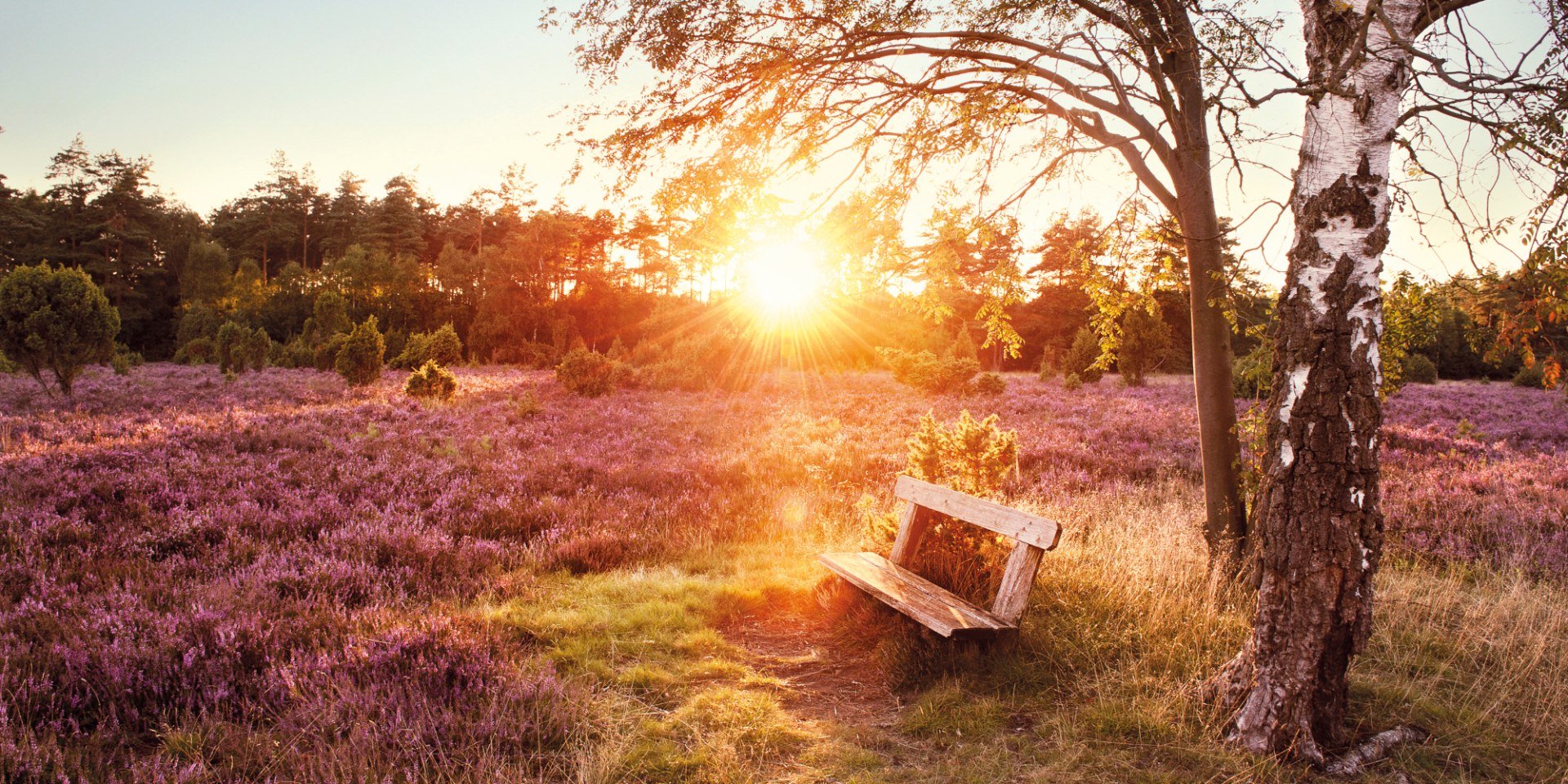 een bank in de Lüneburger Heide , © Lüneburger Heide GmbH