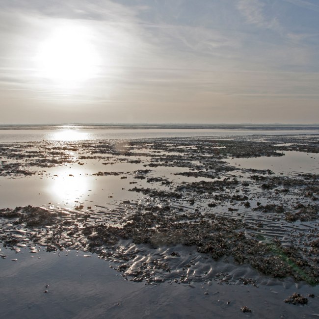 Waddenzee aan de Noordzeekust, © Nationalparkverwaltung Niedersächsisches Wattenmeer / Norbert Hecker