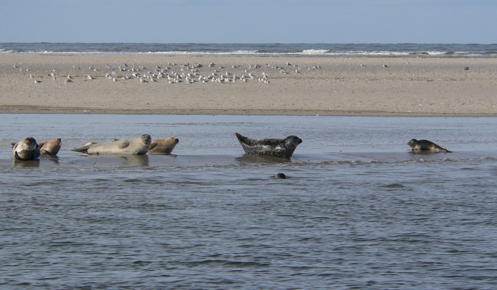 Zeehonden op de Waddenzee, © Nationalparkverwaltung Niedersächsisches Wattenmeer / Nationalpark-Haus Wittbülten